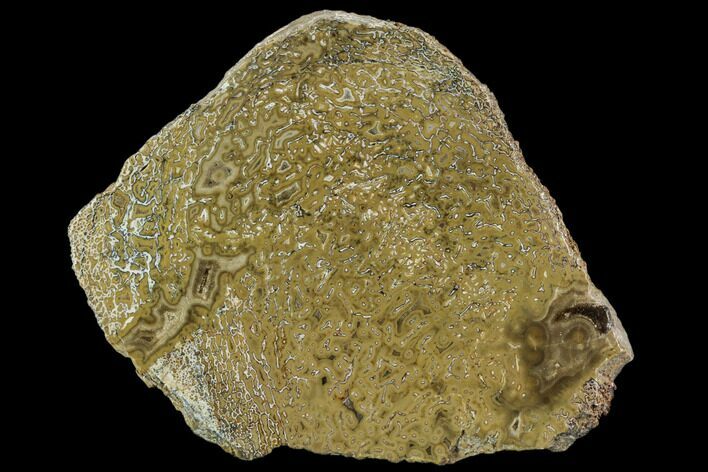 Polished Dinosaur Bone (Gembone) Section - Morocco #107045